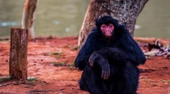 Spider ca maimuță (miriki)